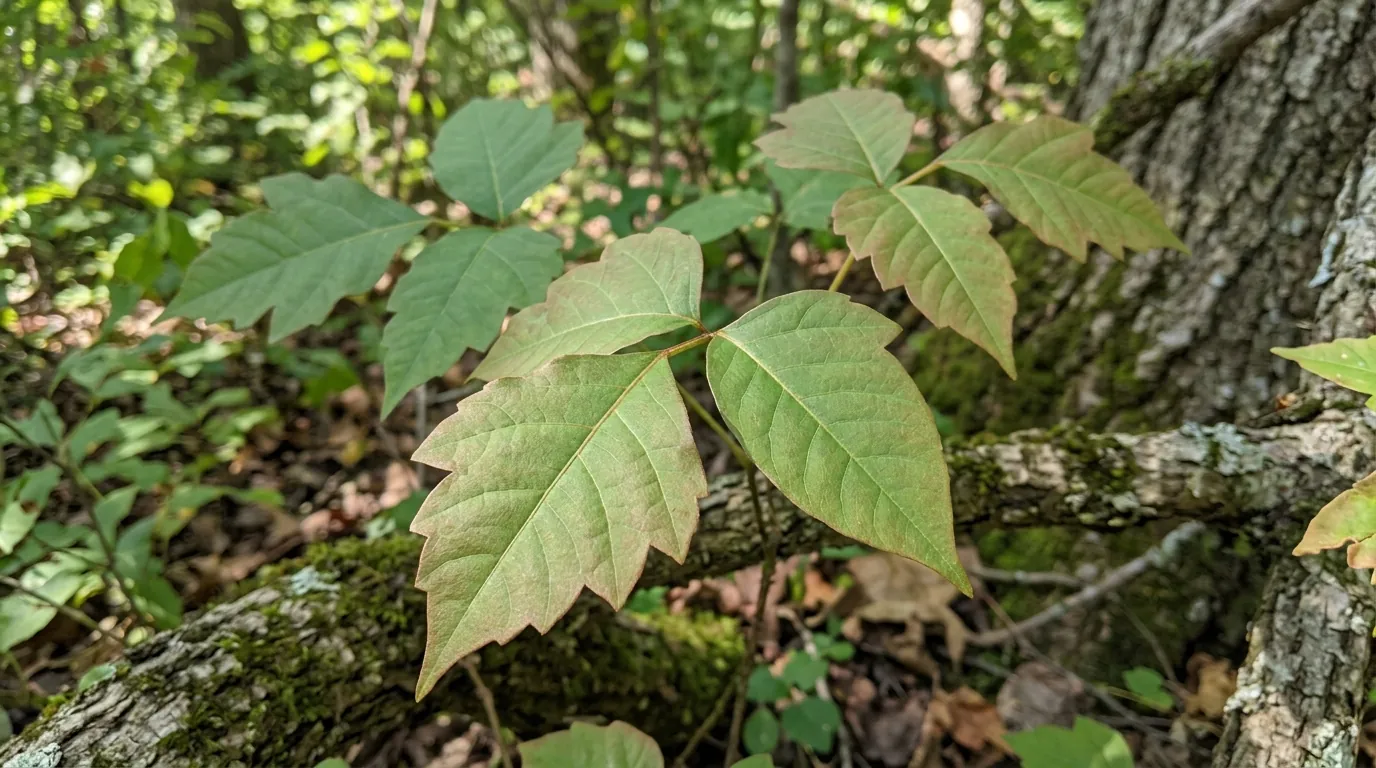 One poison ivy cluster where the left leaflet has a deeply toothed edge and the right leaflet is smooth.